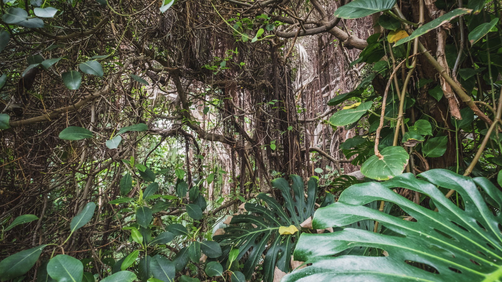 Is Your Website Like A Jungle?
